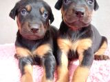 Sağlıklı Doberman Yavrularımız
