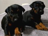 Sağlıklı Doberman Yavrularımız