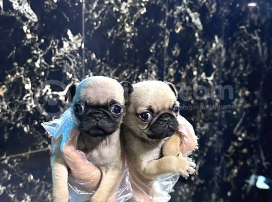 Safkan Pug Mops Bebekler - Irk Ve Sağlik Garanti̇li̇ - Belgeli̇ görsel