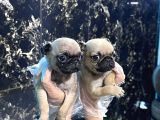 Safkan Pug Mops Bebekler - Irk Ve Sağlik Garanti̇li̇ - Belgeli̇