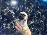 Safkan Pug Mops Bebekler - Irk Ve Sağlik Garanti̇li̇ - Belgeli̇