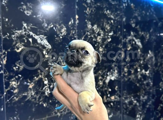 Safkan Pug Mops Bebekler - Irk Ve Sağlik Garanti̇li̇ - Belgeli̇ görsel