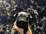 SAFKAN PUG MOPS BEBEKLER - IRK VE SAĞLIK GARANTİLİ - BELGELİ