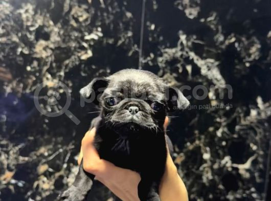 Safkan Pug Mops Bebekler - Irk Ve Sağlik Garanti̇li̇ - Belgeli̇
