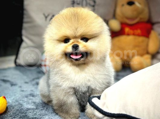 Aa Kalite Safkan  Pomeranian Oğlumuz görsel