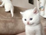 Kar Beyaz Bri̇ti̇sh Yavrularimiz