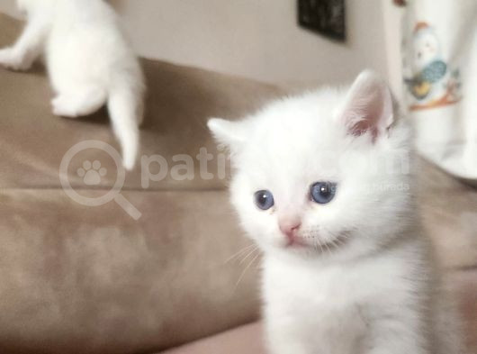 Kar Beyaz Bri̇ti̇sh Yavrularimiz görsel