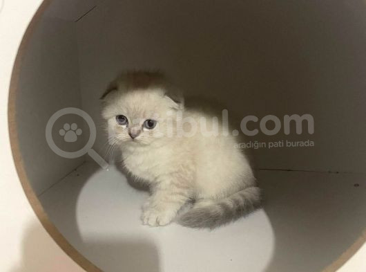 Efsane Güzelli̇kte Ki̇ Yavrularimiz Vonalp Pet Güvencesi̇yle görsel