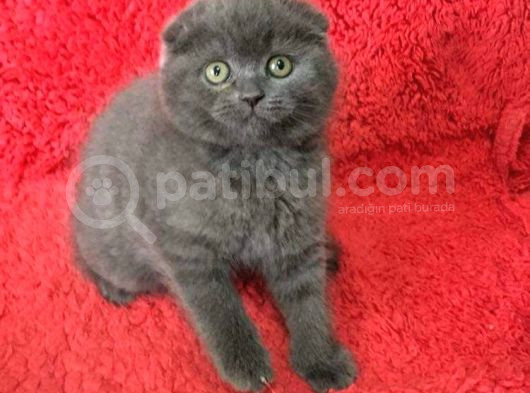 Efsane Güzelli̇kte Ki̇ Yavrularimiz Vonalp Pet Güvencesi̇yle görsel