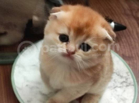 Efsane Güzelli̇kte Ki̇ Yavrularimiz Vonalp Pet Güvencesi̇yle görsel