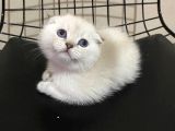 Efsane Güzelli̇kte Ki̇ Yavrularimiz Vonalp Pet Güvencesi̇yle