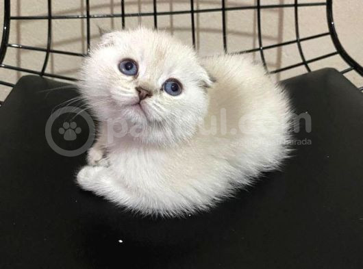 Efsane Güzelli̇kte Ki̇ Yavrularimiz Vonalp Pet Güvencesi̇yle görsel