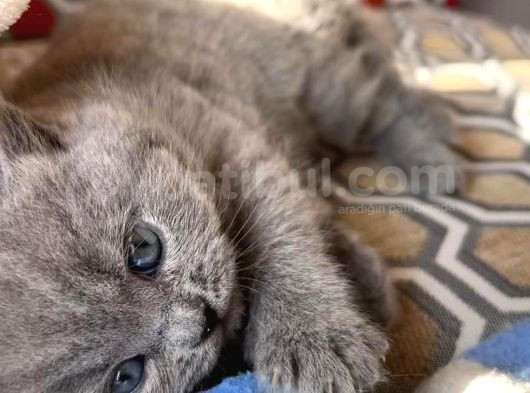 Kızımın Bebeklerı Yenı Yuvasını Arıyor Uygun görsel