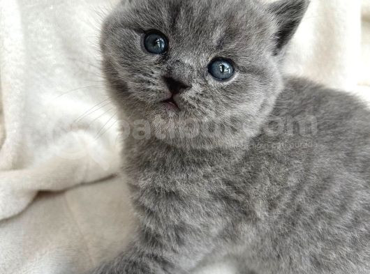 Kızımın Bebeklerı Yenı Yuvasını Arıyor Uygun görsel