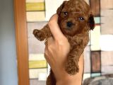 Rezerveye Açık Poodle Bebeklerimiz Ev Doğumu