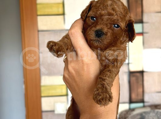Rezerveye Açık Poodle Bebeklerimiz Ev Doğumu görsel