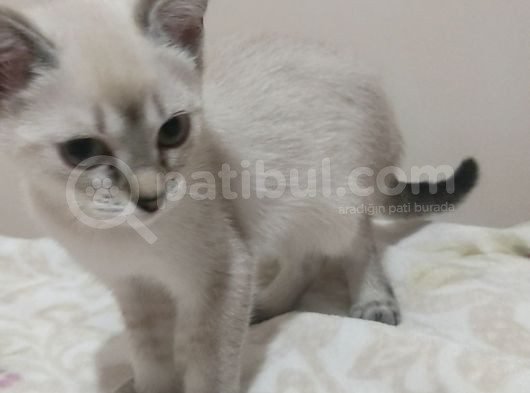 Pamuk Prenses Si̇yam Kizlar görsel