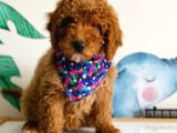TOOY POODLE YAVRUMUZ 0 TEACUP 