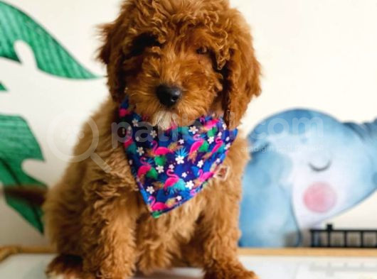 Tooy Poodle Yavrumuz 0 Teacup 