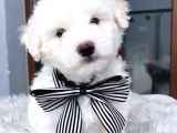 Maltesse Terrier Cinsi Güzel Yavrular 