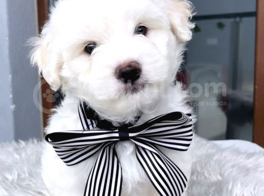 Maltesse Terrier Cinsi Güzel Yavrular 