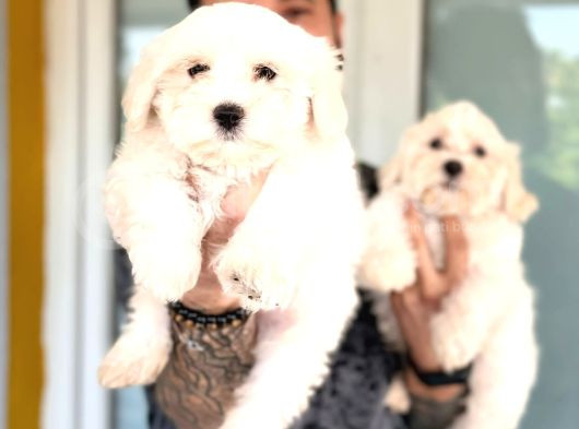 Hiç Büyümeyen Bembeyaz Maltese Terrier görsel