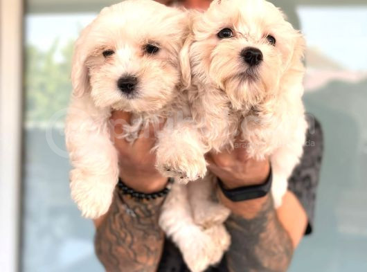 Hiç Büyümeyen Bembeyaz Maltese Terrier görsel
