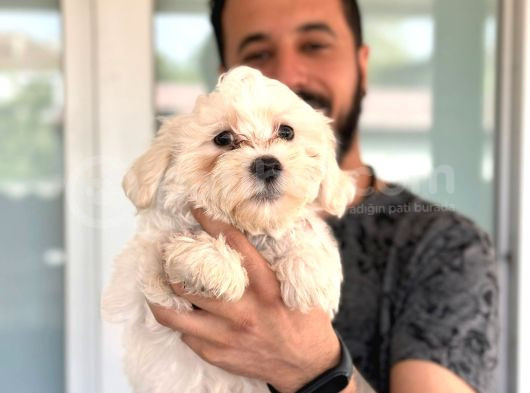 Hiç Büyümeyen Bembeyaz Maltese Terrier görsel