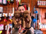 Secereli Toy Poodle Yavrularımız