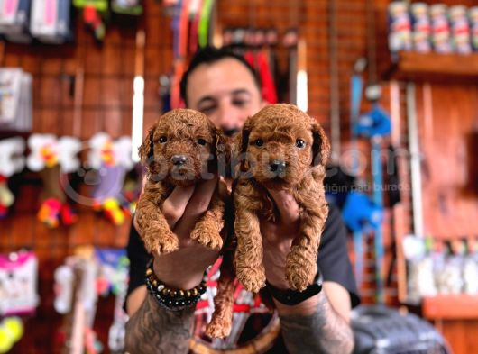 Secereli Toy Poodle Yavrularımız görsel