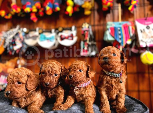 Secereli Toy Poodle Yavrularımız