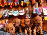 Secereli Toy Poodle Yavrularımız