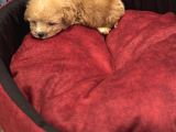 5 Aylık Erkek Yavru Poodle