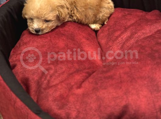 5 Aylık Erkek Yavru Poodle görsel