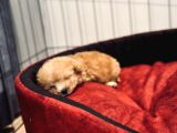 5 Aylık Erkek Yavru Poodle