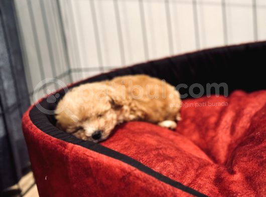 5 Aylık Erkek Yavru Poodle görsel