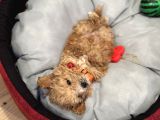 5 aylık erkek yavru poodle