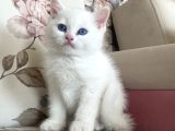 Beyaz Bri̇ti̇sh Shorthai̇r Yavrularimiz