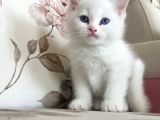 Beyaz Bri̇ti̇sh Shorthai̇r Yavrularimiz