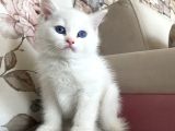 BEYAZ BRİTİSH SHORTHAİR YAVRULARIMIZ