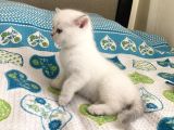 British Yavru Kedi