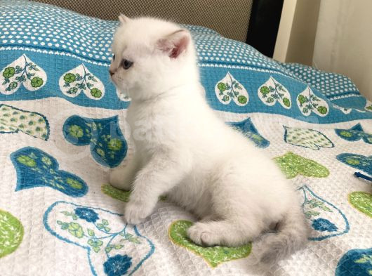 British Yavru Kedi görsel
