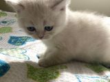 British yavru kedi