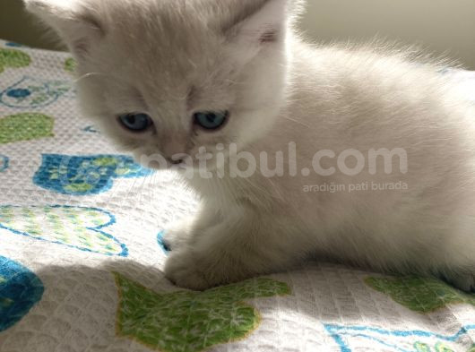 British Yavru Kedi