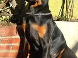 Doberman Yavru King  6Aylık