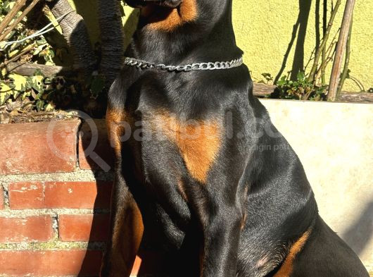 Doberman Yavru King  6Aylık görsel