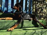 Doberman Yavru King  6Aylık