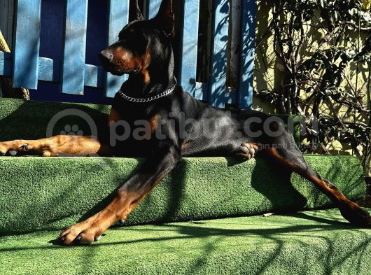 Doberman Yavru King  6Aylık görsel