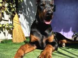 Doberman Yavru King  6Aylık