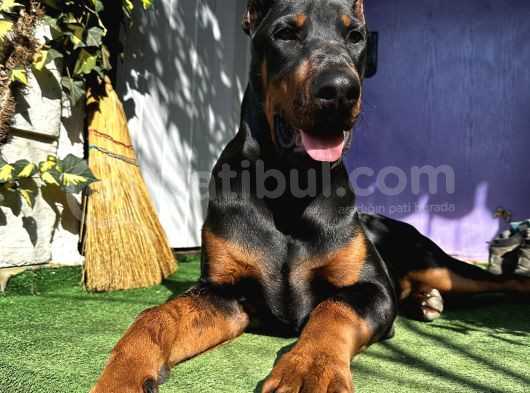 Doberman Yavru King  6Aylık görsel
